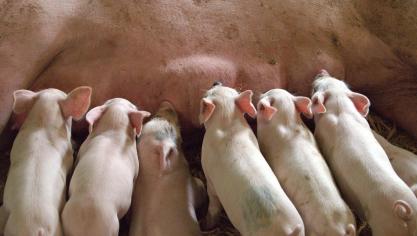 “De verbeterde conjunctuur in de varkenssector zal mogelijk een zekere twijfel met zich meebrengen over het al dan niet instappen in de uitkoopregeling”, zegt minister Jo Brouns.