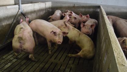 Alle varkenshouderijen (KMO’s) met een impactscore hoger dan 0,5% komen in aanmerking.