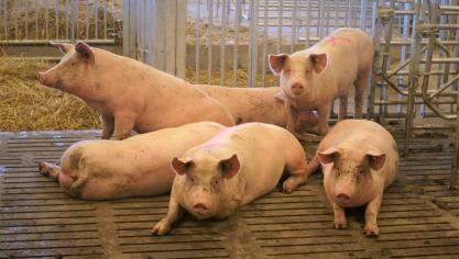 Voor biggen en andere varkens (zonder ontworming) daalde de productie van gemedicieerde voeders van ruim 150.000 ton in 2011 naar 38.580 ton in 2022.