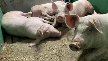 De varkens willen bij hittestress meer verspreid liggen en contact met andere hokgenoten vermijden.