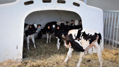 DE EFSA raadt aan om de gescheiden kalveren in groepen van 2 tot 7 op te delen.
