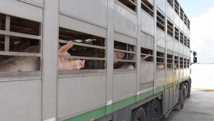 Vooraleer een dier op transport mag, moet het gezond zijn om de reis te doorstaan en mag het geen of zeer weinig negatieve gevolgen ondervinden van het transport. Voor lange transporten of transporten in extreme temperaturen moet het dier in zeer goede conditie zijn.