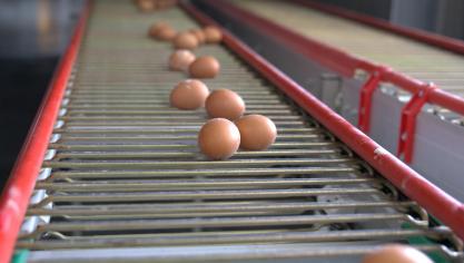 De biologische eieren die menkomend jaar produceert, zullen 0,5tot 1 europer 100 eieren meer kosten dan bij de vorige ronde.