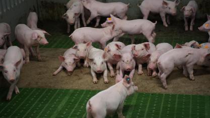 Met ingang van dit jaar werden de inningsprocedures voor alle sectoren (runderen, varkens, schapen, geiten en herten, pluimvee en zuivel), geharmoniseerd.