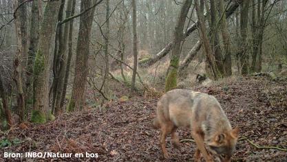 Wolvin Noëlla had op de beelden geen dikke buik meer.