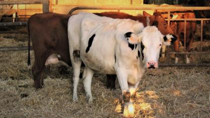 Nederlandse melkveehouders kunnen net alsvarkens-, kalver- en kippenboeren een bedrag krijgen dat ruim boven de marktwaarde van hun bedrijf ligt als zij vrijwillig stoppen.