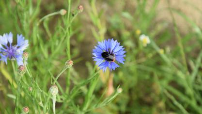 Graskruiden- en bloemenstroken helpen mee aan de biodiversiteit.