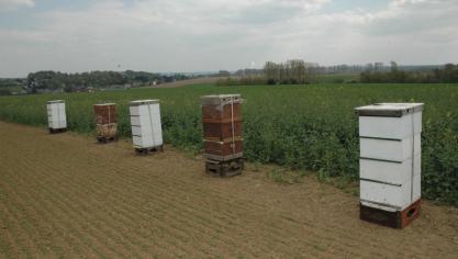 Medewerkers van het FAVV selecteren tijdens het eerste bezoek 6 gezonde kolonies die vervolgens gedurende een jaar worden opgevolgd.