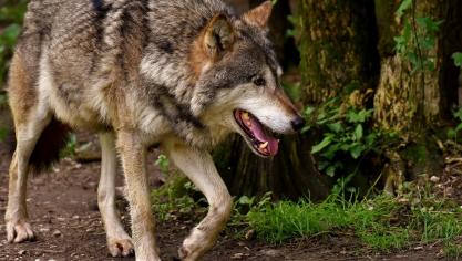 In het West-Vlaamse Poperinge is in de nacht van 22 op 23 mei een wolf gespot.
