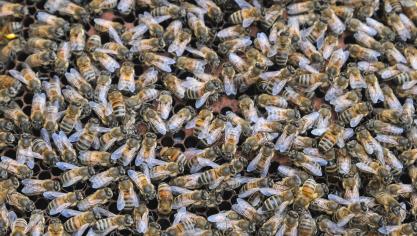 In regio’s waar Aziatische hoornaars vertoeven, kan dit een grote weerslag hebben op het bijenbestand.
