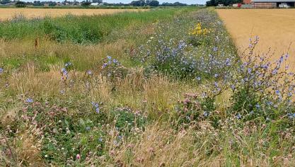 De grootste fractie in het Europese Parlement wil het hele voorstel van de natuurherstelwet laten wegstemmen.
