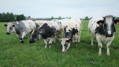 De prijzen voor Belgisch witblauw rundvee zijn opnieuw stabiel.