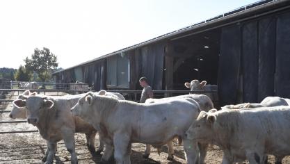 Jonge fokstieren die meedoen aan prijskampen. Een van hun kenmerken is hun typische Charolais-muil!