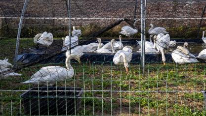 Het gros van de vogelgriepmaatregelen wordt nu opgeheven.