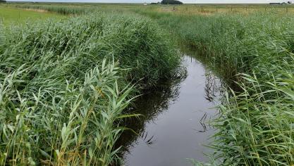 Meer dan de helft van de Vlaamse waterlopen is vervuild door kobalt. Dat zou mee veroorzaakt kunnen worden door de aanwezigheid van kobalt in veevoeder en dus ook in mest.