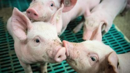 “Dat er in heel wat landen waar dierenwelzijn hoog op de agenda staat nog steeds biggen worden gecastreerd, toont aan dat de praktische bezwaren ernstig moeten worden genomen”, zegt minister Brouns.
