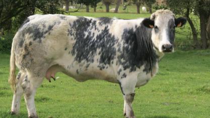 Bij de witblauwe koeien verminderen de prijzen
