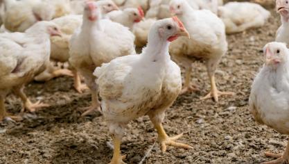 Enkel bij de vleeskippen is het nog opletten met het antibioticumgebruik, want enkel daar was een stijging te zien van 10% ten opzichte van 2021.