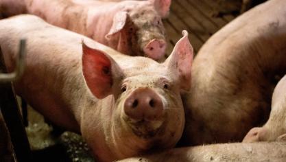 De hogere voederkosten en de minder goede karkaseigenschappen doen vermoeden dat er wel degelijk  een margeverschil is, in het nadeel van het sojavrije voeder.