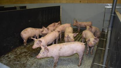 Bij biggen en (jonge) vleesvarkens kan PRRSV aan de basis liggen van ademhalingsproblemen en is het een onderdeel van het Porcien Respiratoir-ziektecomplex.