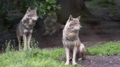 wolf Belga (2)