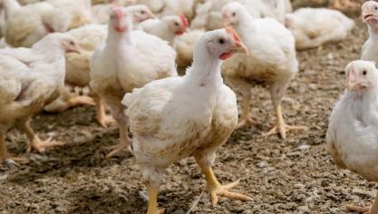 Vorig jaar voldeed België aan de Europese doelstellingen voor Salmonella bij fokpluimvee, vleeskippen en vleeskalkoenen.