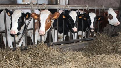 “Met voederadditieven kun je al tot 30% methaanreductie bereiken”, stelt minister Brouns.