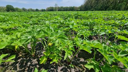 Het aroma van grote engelwortel is kruidig en bevat toetsen van citrus en munt,  waardoor het als zoet wordt gepercipieerd.