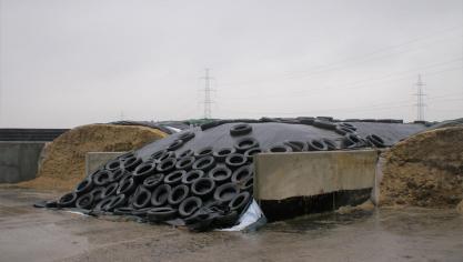 Een scherp metalen voorwerp, bijvoorbeeld uit oude banden, in de maag van de koe is een van de belangrijkste oorzaken van sterfte.