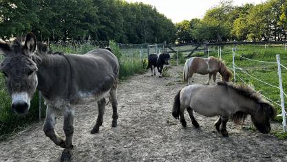 Pronto (rechtsboven) geniet van de zomermaanden met zijn stal- en -weidegenootjes.