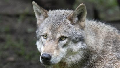 Een Nederlandse boer werd door een wolf in de arm gebeten.