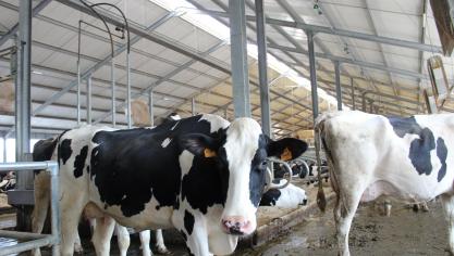 “Dat ook runderen werden opgenomen in het voorstel was voor de Europese commissie Landbouw en Plattelandsontwikkeling onaanvaardbaar. Veehouderij kan niet over dezelfde kam geschoren worden als de industrie en er werd geen rekening gehouden met de specifieke eigenschappen van de sector”, stelt Hilde Vautmans.