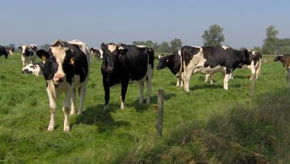 Veel Europese landen kennen hun maandpiek in melkproductie over mei.