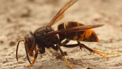 Door de honingbij te belagen, betekent de Aziatische hoornaar ook slecht nieuws voor  onder andere de land- en tuinbouw.