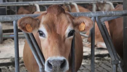 De gegevens van de duurzaamheidsmonitor van MilkBE kunnen gebruikt worden om de inspanningen van de zuivelketen in de verf te zetten rond hernieuwbare energie, dierenwelzijn, waterhergebruik, …