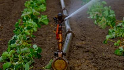 Het water kan het hele jaar gebruikt voor de irrigatie van de aardbeien, frambozen, bramen en rode bessen.