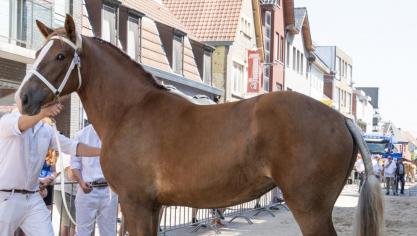 De merrie Brooklyn van ’t Kaleihof, met fokker en eigenaar Vandeginste Philip uit Dudzele, werd door de jury uitgeroepen tot dagkampioen.