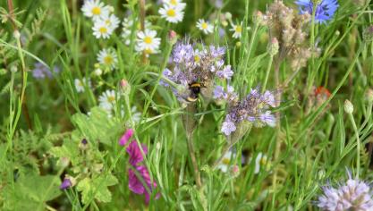 De landbouwers die een beroep doen op de financiële steun van de Provincie engageren zich om de grasbloemenstrook minstens om de 2 jaar te maaien.