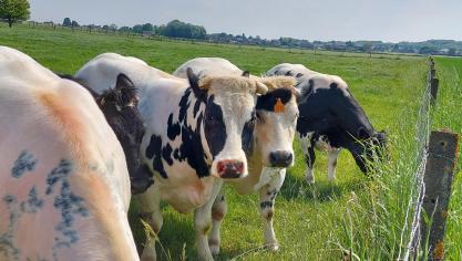 Omdat het afgesproken MER-onderzoek nog niet is uitgevoerd, werd het stikstofdecreet voorlopig niet goedgekeurd.