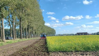 Hoe vroeger de zaai van het vanggewas, hoe meer stikstof er kan opgenomen worden.