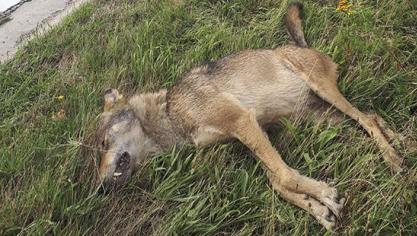 De aangereden wolf op de N76 in Oudsbergen iszo goed als zeker August.