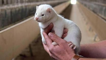 In Finland worden naar schatting 70.000 pelsdierengedood in de strijd tegen vogelgriep.