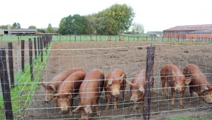 Het Franse ministerie van Landbouw en Voedselzekerheid duidt in september een honderdtal boerderijen aan die willen meewerken om preventieve bioveiligheidsmaatregelen te kiezen en te beoordelen voor landbouwdieren met buitenloop.