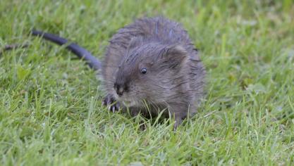 Vorig jaar werden in Vlaanderen weer 3.594 muskusratten verdelgd door de VMM.