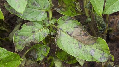‘Phytophthora infestans’ is makkelijk te herkennen aan de bruine vlekken op het blad, die zich in sneltempo uitbreiden over het gewas.