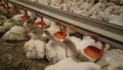 Een risico gebaseerd scoresysteem werd ontworpen voor vermeerderingsbedrijven om een beter inzicht te geven in de bioveiligheidsstatus, om verbeterpunten te identificeren en om gericht advies te geven.