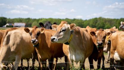 Farmers' Alliance wil opkomen voor boeren en het platteland.