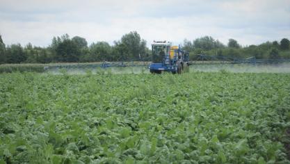 Het KBIVB meldt dat het vanaf nu belangrijk is om fungicidenbehandelingen te plannen in functie van de verwachte oogstdatum en de rasgevoeligheid.