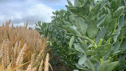 Boeren die overstappen op strokenteelt gevenaan dat ze meer geluk uit hun bedrijf halen,’ zegt Dirk van Apeldoorn van de Farming Systems Ecology-groep bij Wageningen University &amp; Research (WUR).