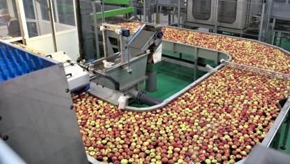 Het sorteercentrum heeft een oppervlakte van 11.800 m2 en een indrukwekkende jaarlijkse capaciteit van 40 à 60.000 ton appels en peren.